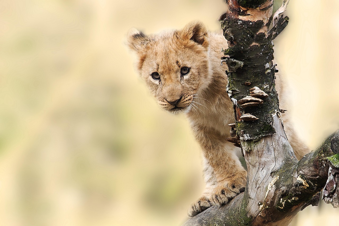 lion, cub, cat, wild, wild cat, wild animal, wilderness, wildlife, animal, nature, animal world, carnivore, pet, predator, panthera leo, king of the beasts, young, lion cub, safari, animal portrait, lion portrait, tanzania
