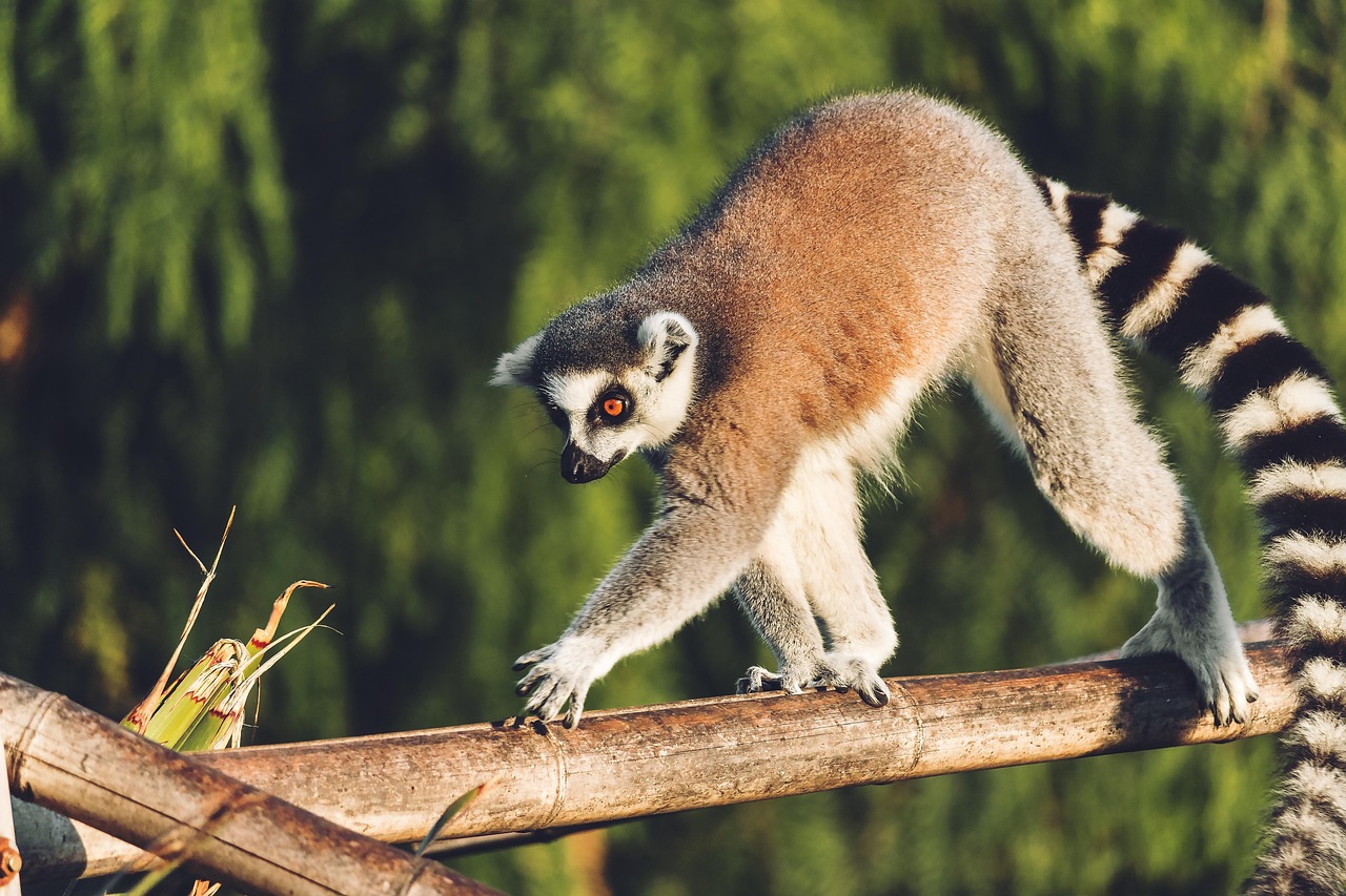 lemur, monkey, animal, cute, sweet, animals, madagascar, mammal, primates, portrait, zoo, lemurs, nature, maki, muzzle, queue, fur, lemuridae, equilibrium, africa